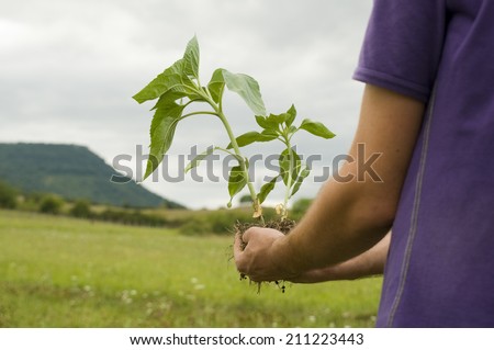 Farmer planting a sunflower little plant in the garden