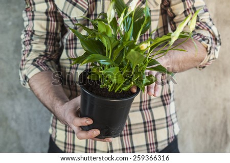 Man planting a calla flower plant in a pot