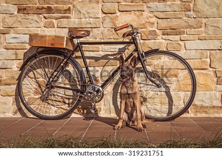 Belgian Malinois dog and vintage bike