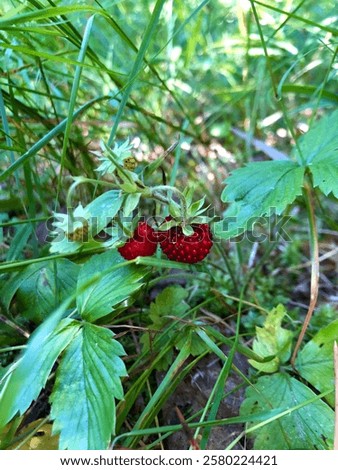 Similar – Foto Bild Fragaria vesca. Reife Walderdbeere mit verschwommenem Hintergrund.