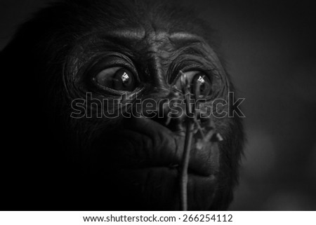 Gorilla baby portrait