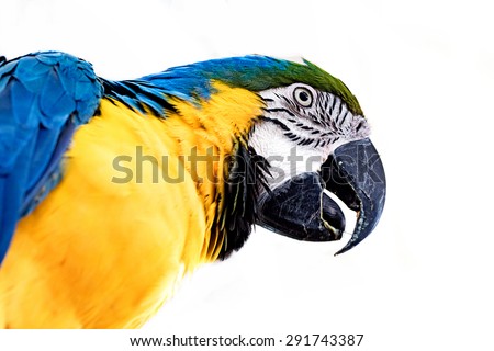 Macaws Bird isolated