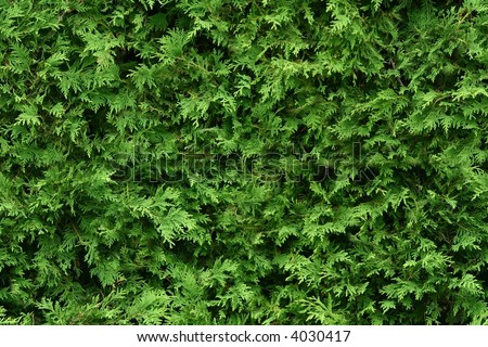 Seamless Cedar Hedge Texture Stock Photo 4030417 : Shutterstock