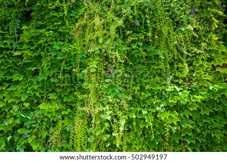 Green Wall