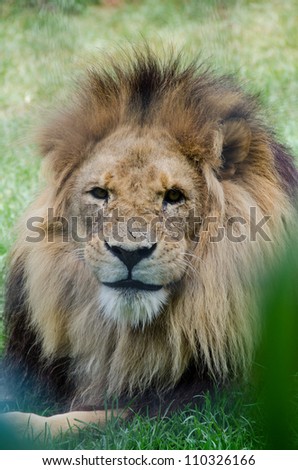 Scarred lion staring at the viewer