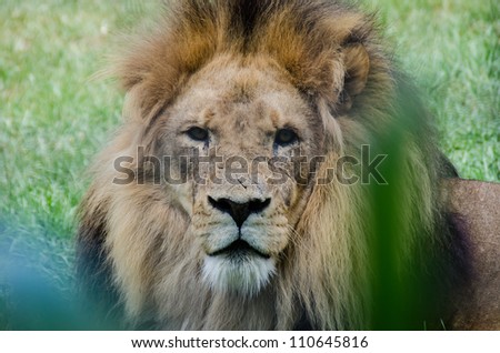 Scarred lion staring at the viewer