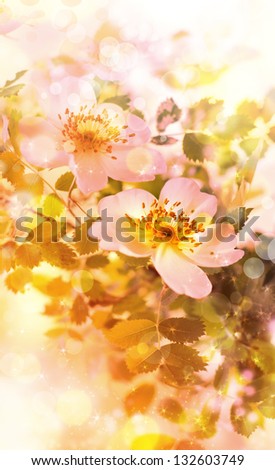 Spring background with flowers, bright blur colors/ Summer flowers  background with pink blossom