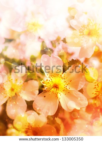 Spring background with flowers, bright blur colors/ Spring flowers  background with pink blossom