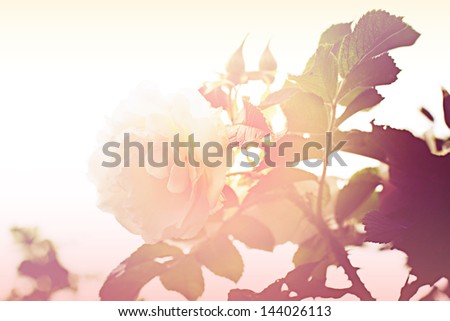 Vintage  rose flowers/flower  background in vintage style