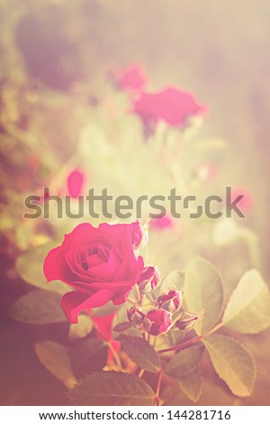 Vintage  rose flowers/flower  background in vintage style