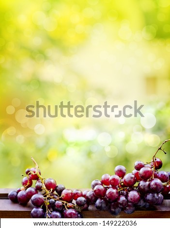 assortment of ripe sweet grapes on sunny bright background/ Summer Wine Season