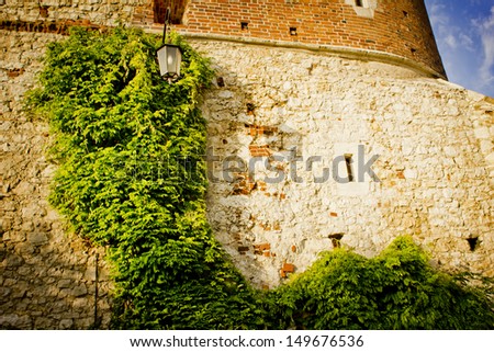 View   of a wall covered with ivy/ wall of an old house with ivy