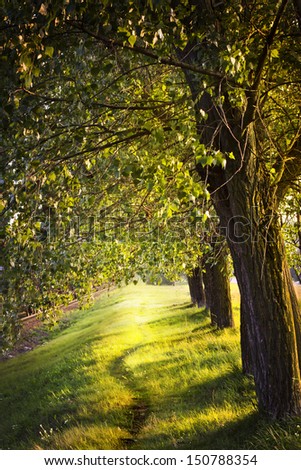 avenue of trees in the park/ Landscape with trees on a sunny day in summer