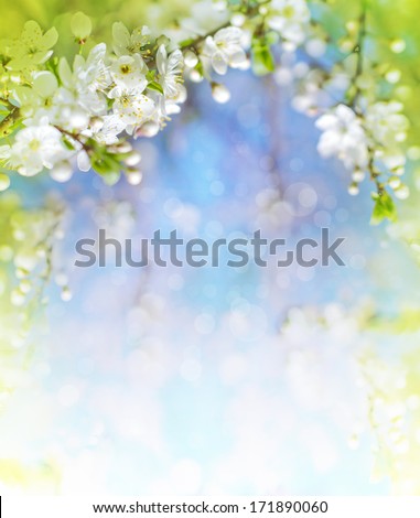 Cherry blossoms over blurred nature background/ Spring flowers/Spring Background with bokeh