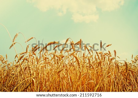 Beautiful yellow wheat field in vintage style, autumnal nature, countryside, crop cultivation, dry rye stems, harvest season, healthy nutrition concept