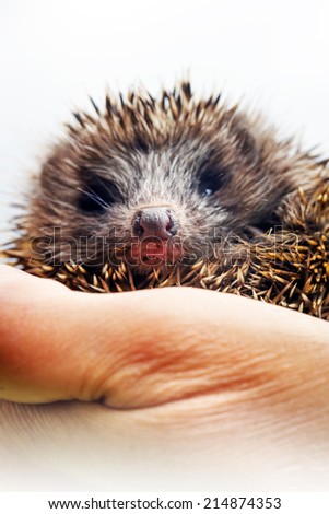 Hedgehog lying in human hands / selective focus