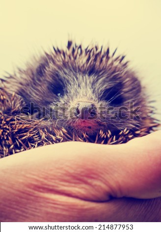 Hedgehog lying in human hands / selective focus