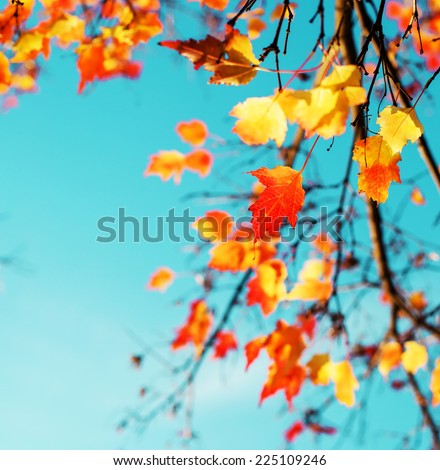Autumn leaves sky background/ Autumn Trees Leaves in vintage color