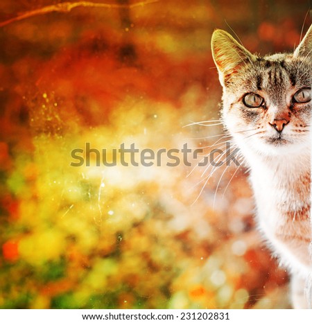 Portrait of cat e against beautiful autumn nature blure landscape