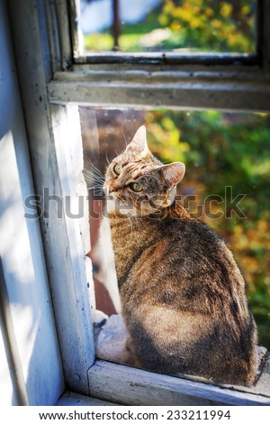 Portrait of cat  against beautiful summer nature  landscape and window