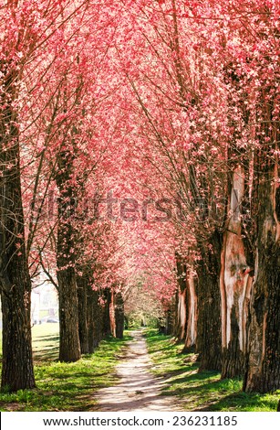Spring nature background with blossom park alley/ The romantic tunnel of pink flower trees