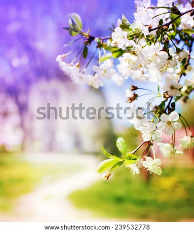 Blossom tree over nature background/ Spring flowers/Spring Background