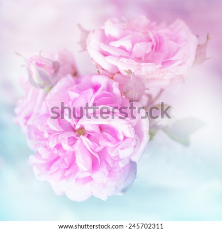 pink roses, sweet soft color background/ beautiful flowers made with color filters