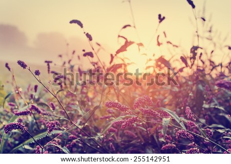 spring background/ Morning Fresh Landscape with sunrise/ spring or summer nature background.