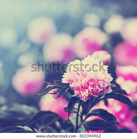Vintage flower (peony)/Close up of a pink Japanese Peony flower in full bloom with sun blures.