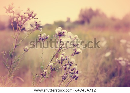 Field Flower