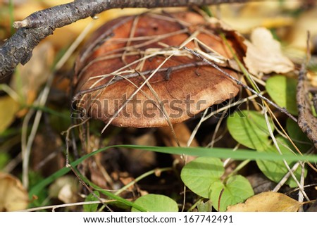Brown mushroom in the woods in the grass. Close-up.