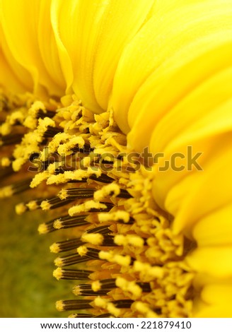 part of the flower gerbera. Yellow.