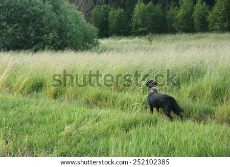 Black dog in the field. Hunting.