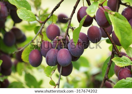 Plums on the branch in the garden.