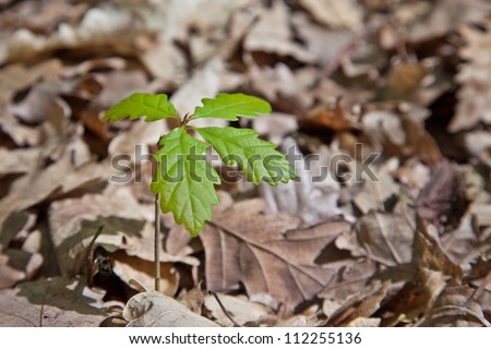 Growing young oak tree from dry leves