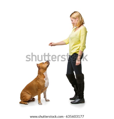 Similar – Image, Stock Photo Beautiful female amstaff, fighting dog