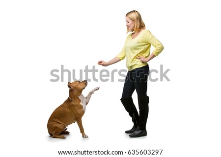 Similar – Image, Stock Photo Beautiful female amstaff, fighting dog