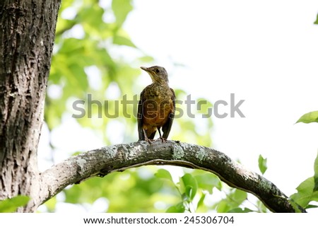 Turdus rufiventris on the tree Foto stock © 