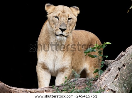 Lioness in a natural black background