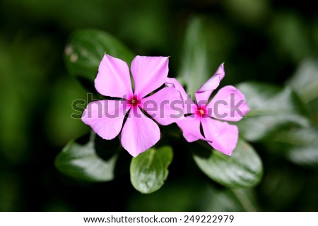 Good night pink flower