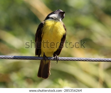 Bird Pitangus sulphuratus the electric cable