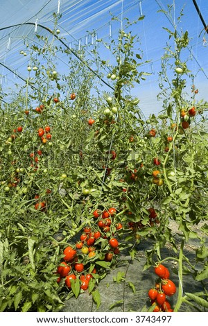 greenhouse cultivation of tomatoes