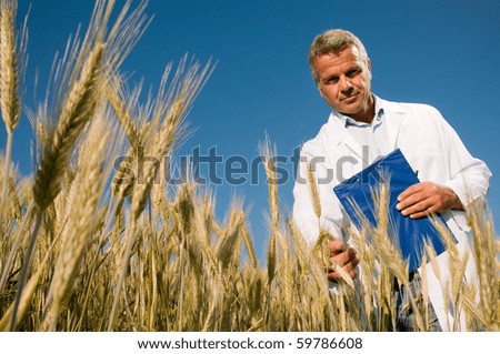 Mature technician holding and examining a wheat ear during a quality control in field, low angle view