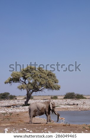 A elephant seen next to a waterhole in Etosha National Park close to Okaukuejo Rest Camp which is one of Africas best game viewing waterholes