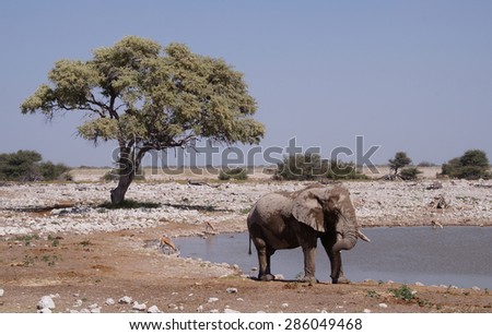 A elephant seen next to a waterhole in Etosha National Park close to Okaukuejo Rest Camp which is one of Africas best game viewing waterholes