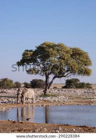 Elephant seen next to a waterhole and under a tree in Etosha National Park, Namibia