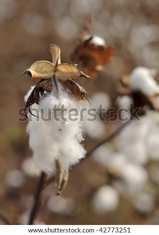 closeup of ripe cotton plant with the cotton field in the background