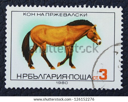 BULGARIA - CIRCA 1980: A stamp printed in the BULGARIA, shows Przewalski\'s horse, circa 1980