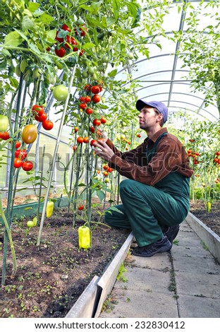 Worker processing the tomatoes bushes in the greenhouse of polycarbonate