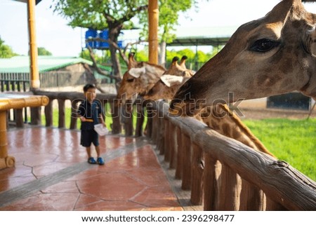 Similar – Image, Stock Photo City giraffes (5)